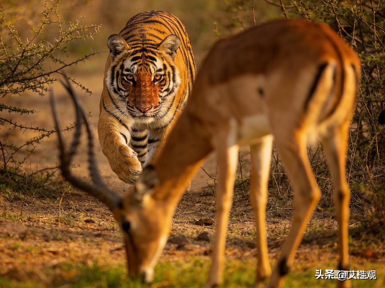 丛林法则就是喜欢偷袭。即便是老虎，面对比自己弱100倍的羚羊，为了捕猎成功，也会