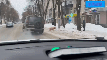 苏梅州奇观，有乌克兰民众拍摄，大雪寒冬路上积了厚厚的雪，一大批肥猪在街头晃荡，不