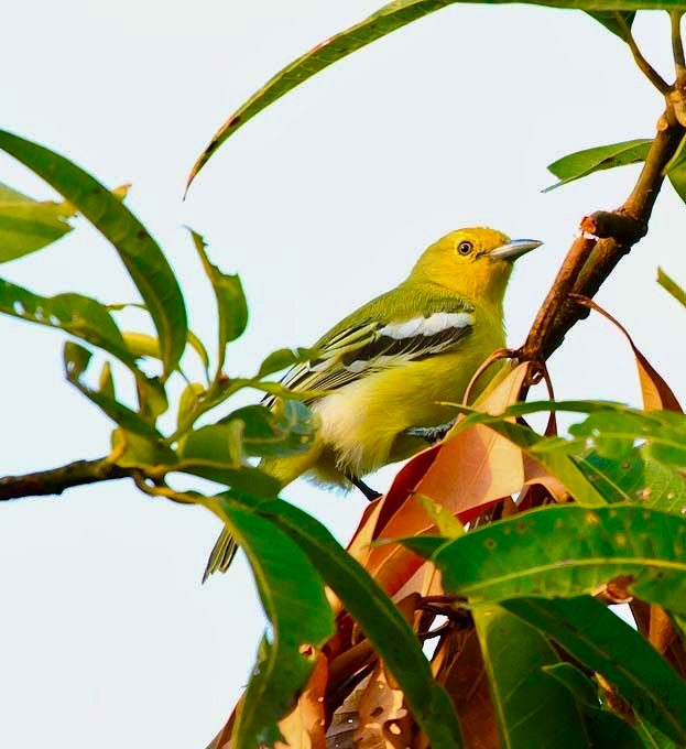 黑翅雀鹎（Aegithina tiphia）英语Common iora雀鹎科（A