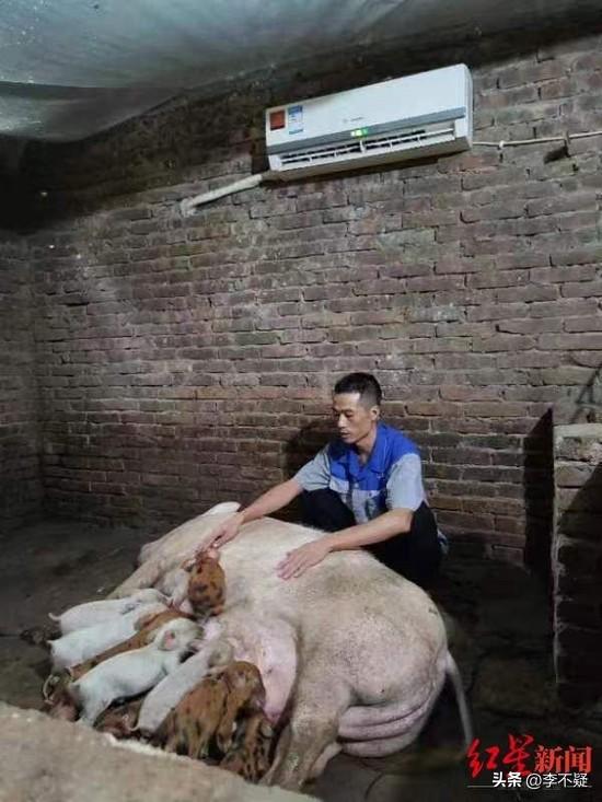 当正处于夏日炙烤中的欧盟人与印度人，看见我国养猪大户们给猪舍安装了空调时，是不是