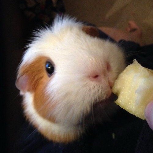 是好猪。萌萌猪。cute pig。꿀꿀이。ブタちゃん。猪中顶流。完全的优质小猪。