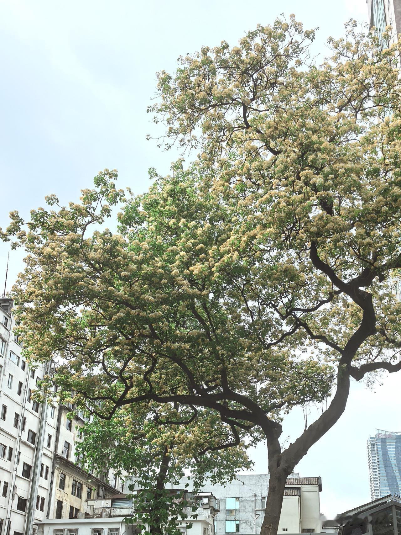 文化公园东门的后花园
发一张你相册最近拍的花
今天本想到文化公园看一个广州话歇后
