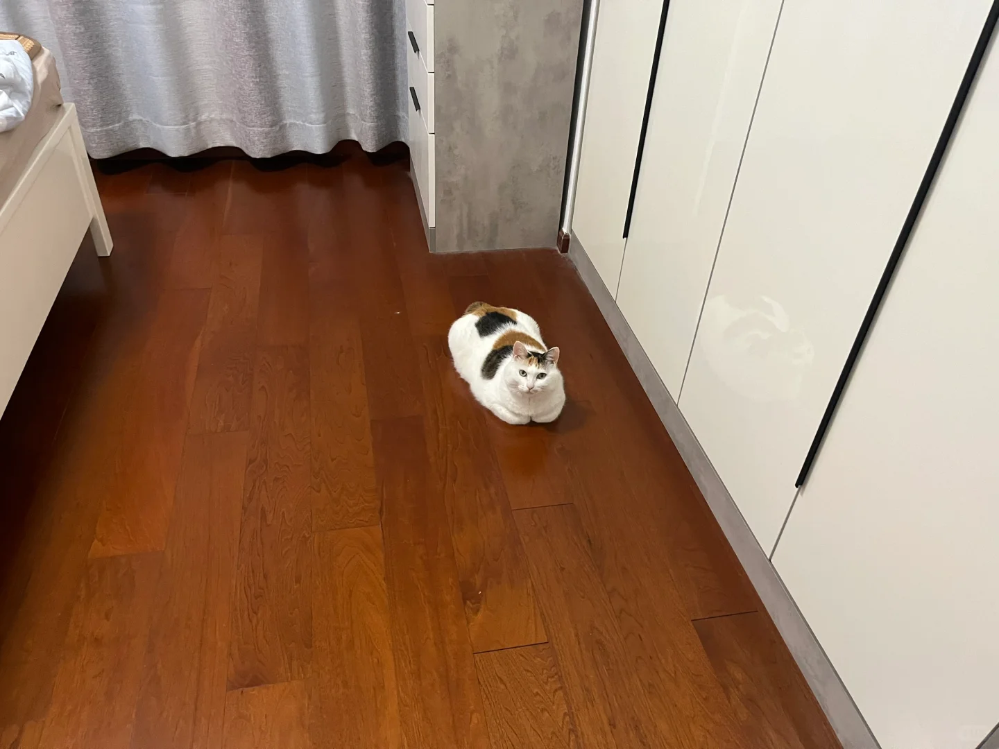 打开门发现卧室停了一辆猫