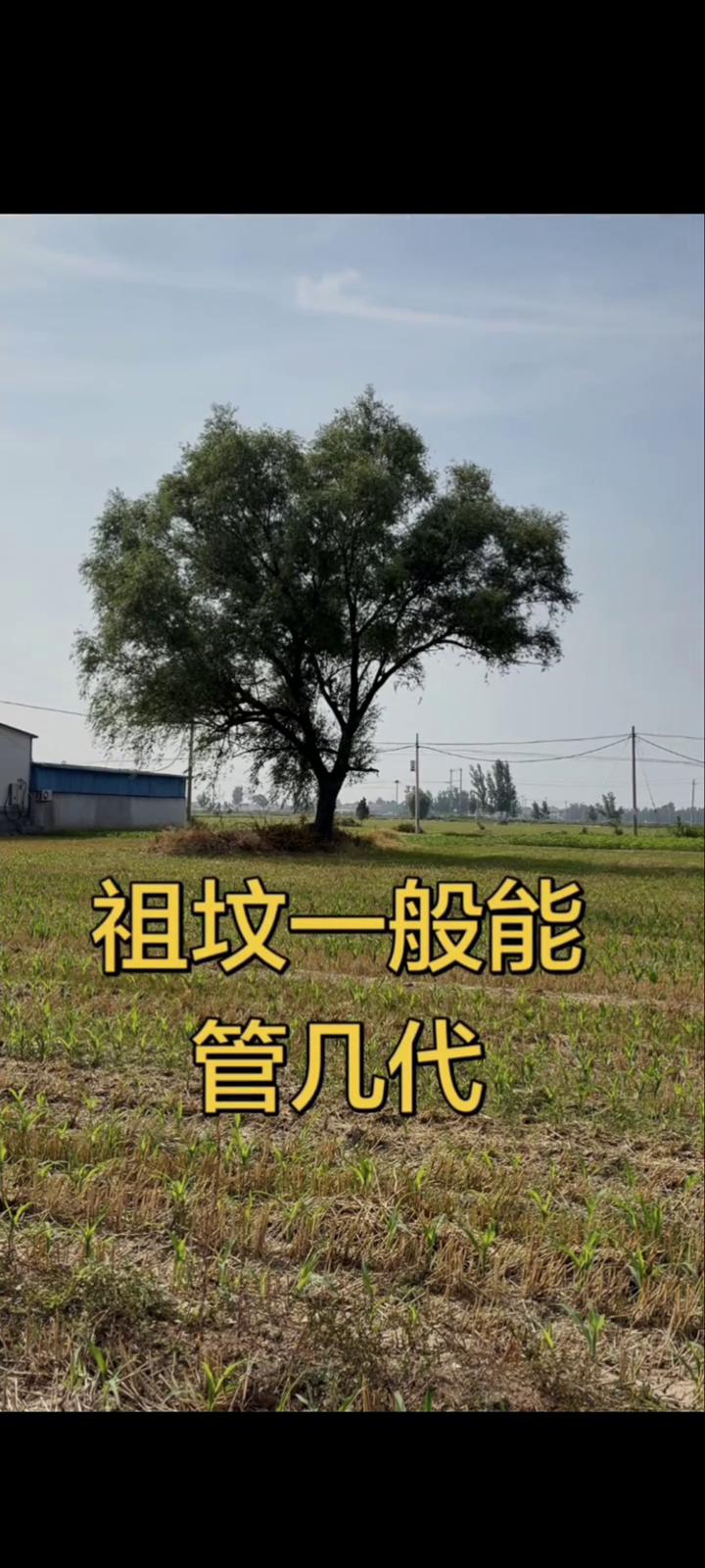 最大的就是父母的坟，如果父是祖父母的坟，如果祖父母也都健在，再往上就不用过多操心
