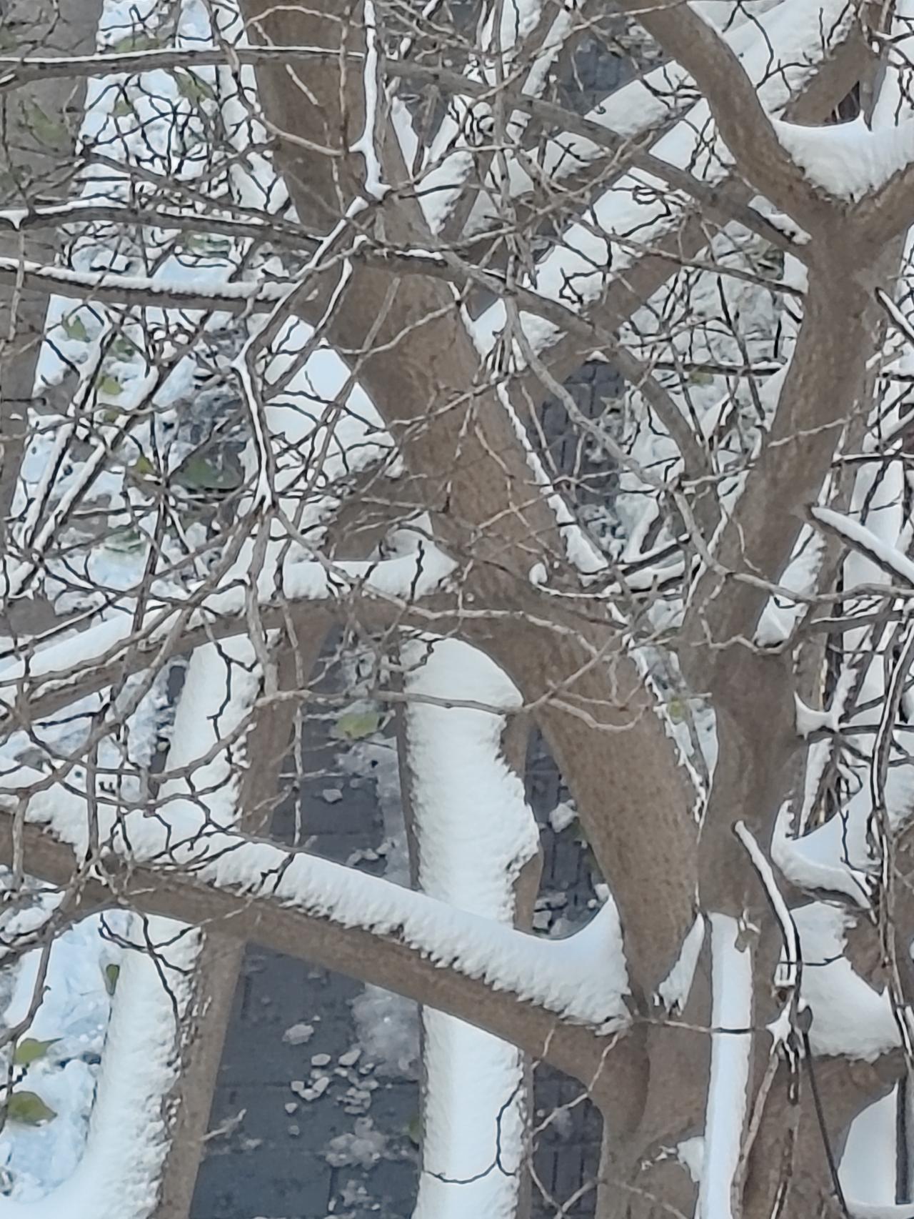 看到“清风吹绿叶，腊雪覆干枝”这副对联，瞬间被其意境吸引。“清风”对“腊雪”，一