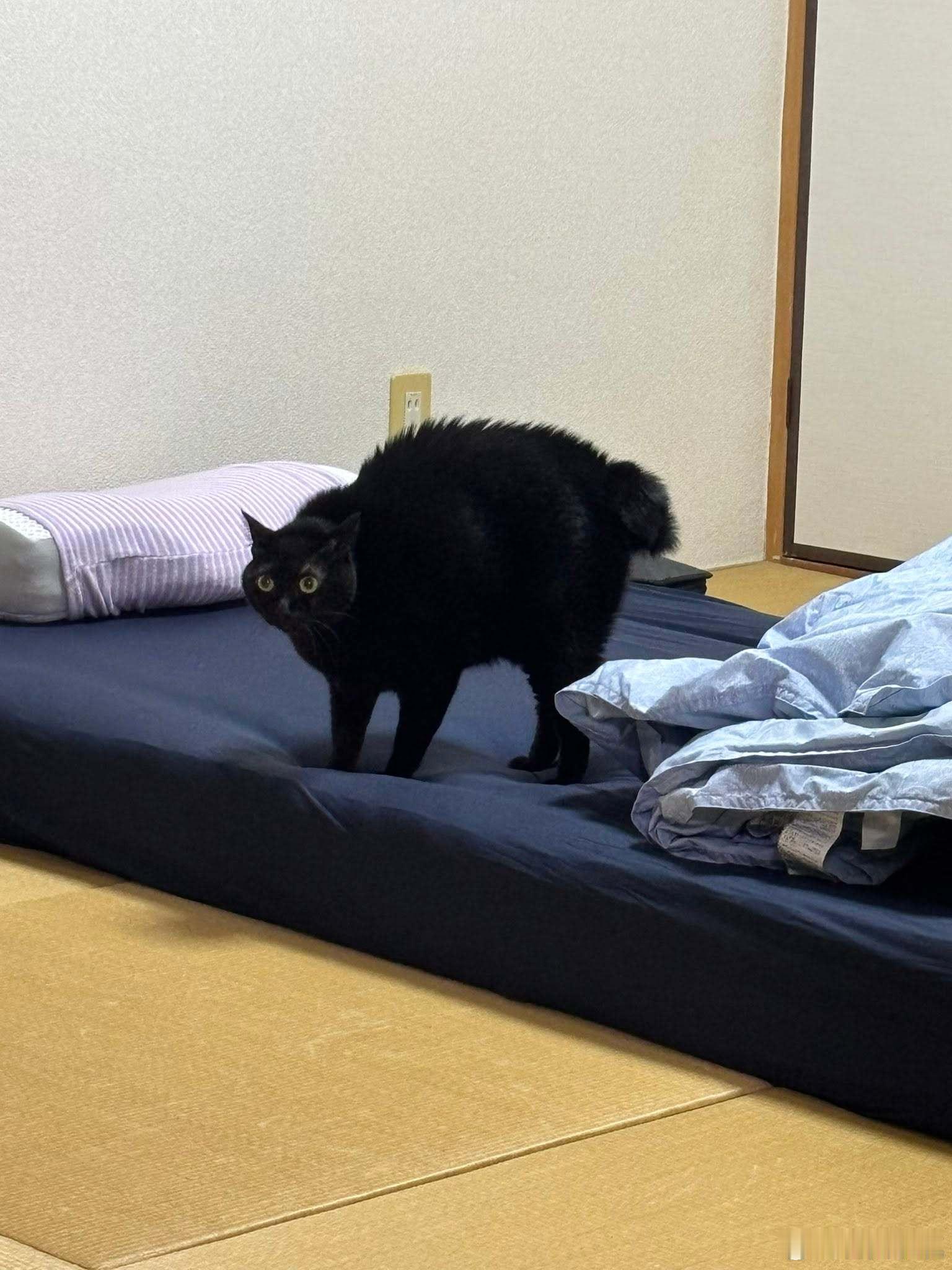 【 察觉有人要来过夜的猫咪 】 