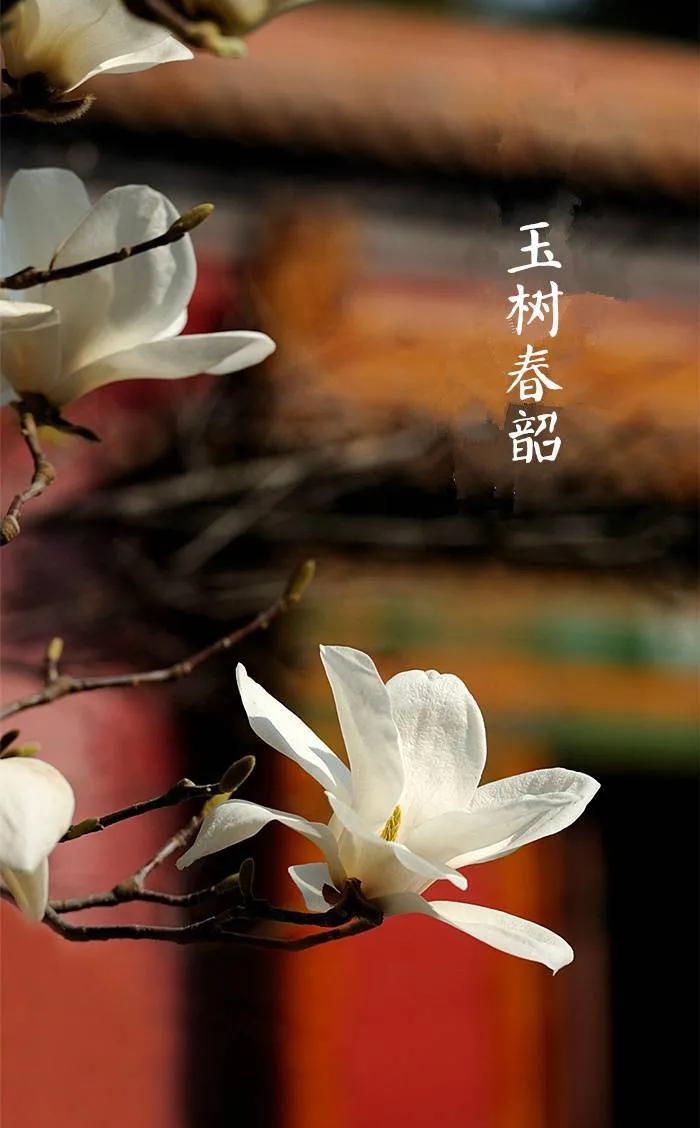 今日春分：春已过半，万物可期，愿你心存希望，不负好春光！

春山浅黛，雷乃发声。