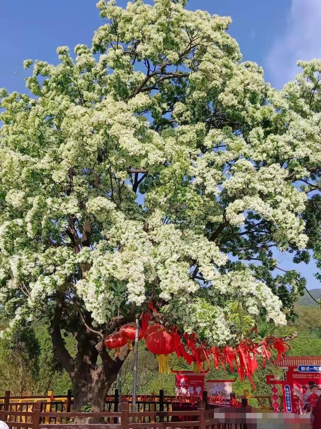 我真没想到，焦作一个巴掌大的小山村，能火成这样。

就为看一棵树。四月一开花，满