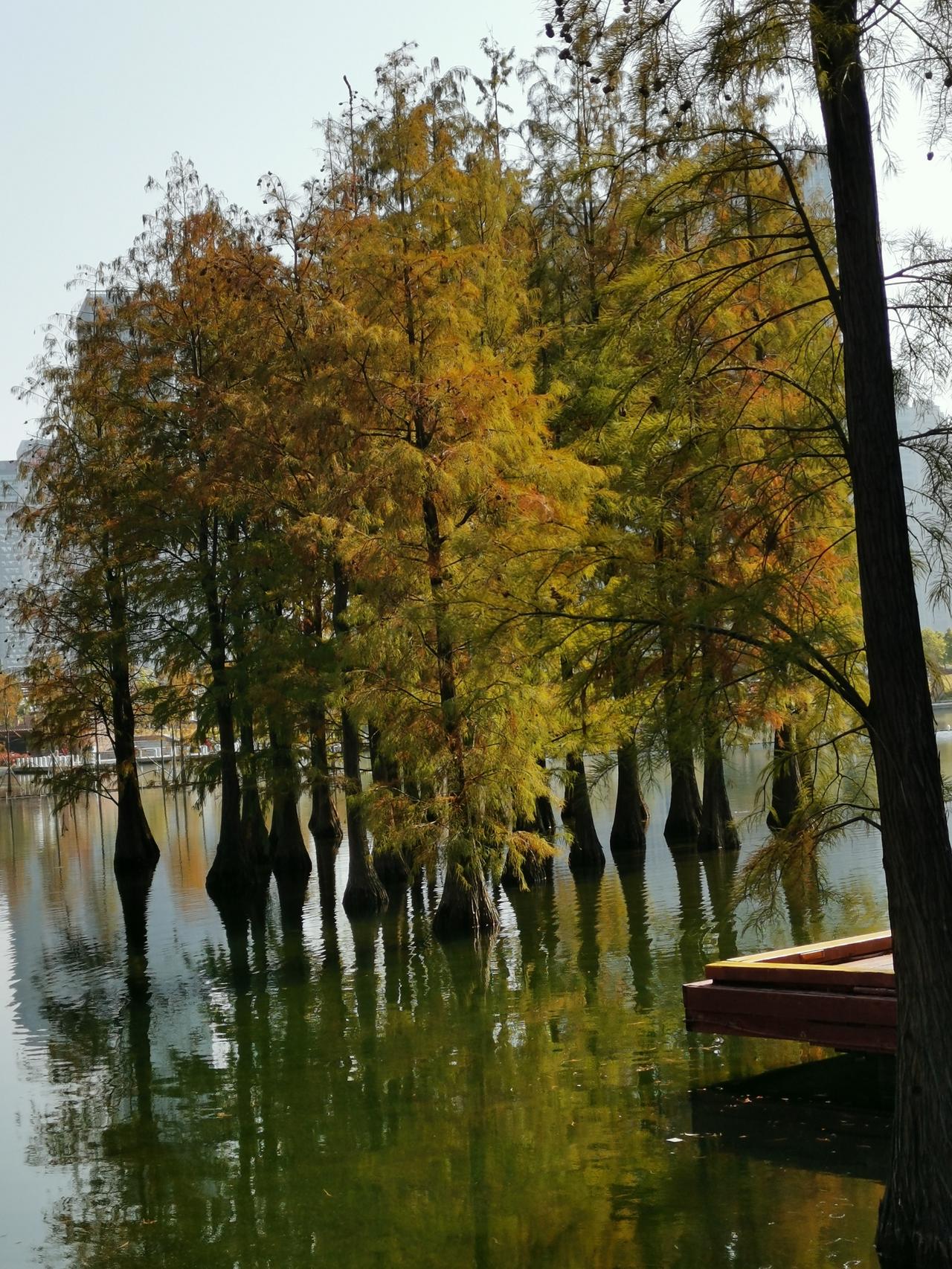 今年冬天的不同 香雪公园的梅花，似雪般纯净，暗香浮动；千灯湖畔的落羽杉，红如火焰