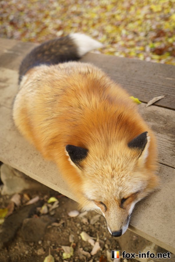 狐狸 美魅的梦想©️fox_info_net 
