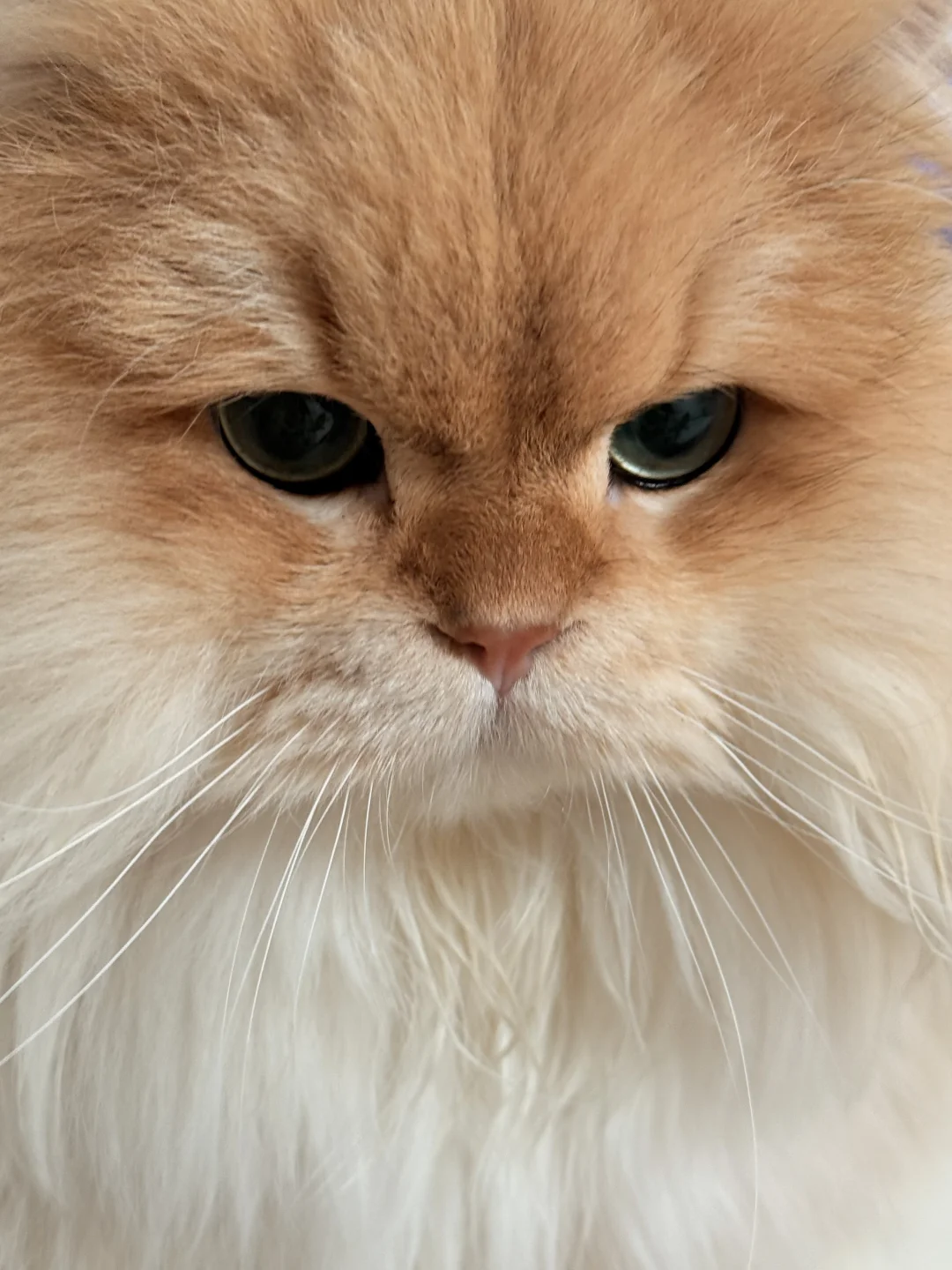 生气了 快哄哄我！