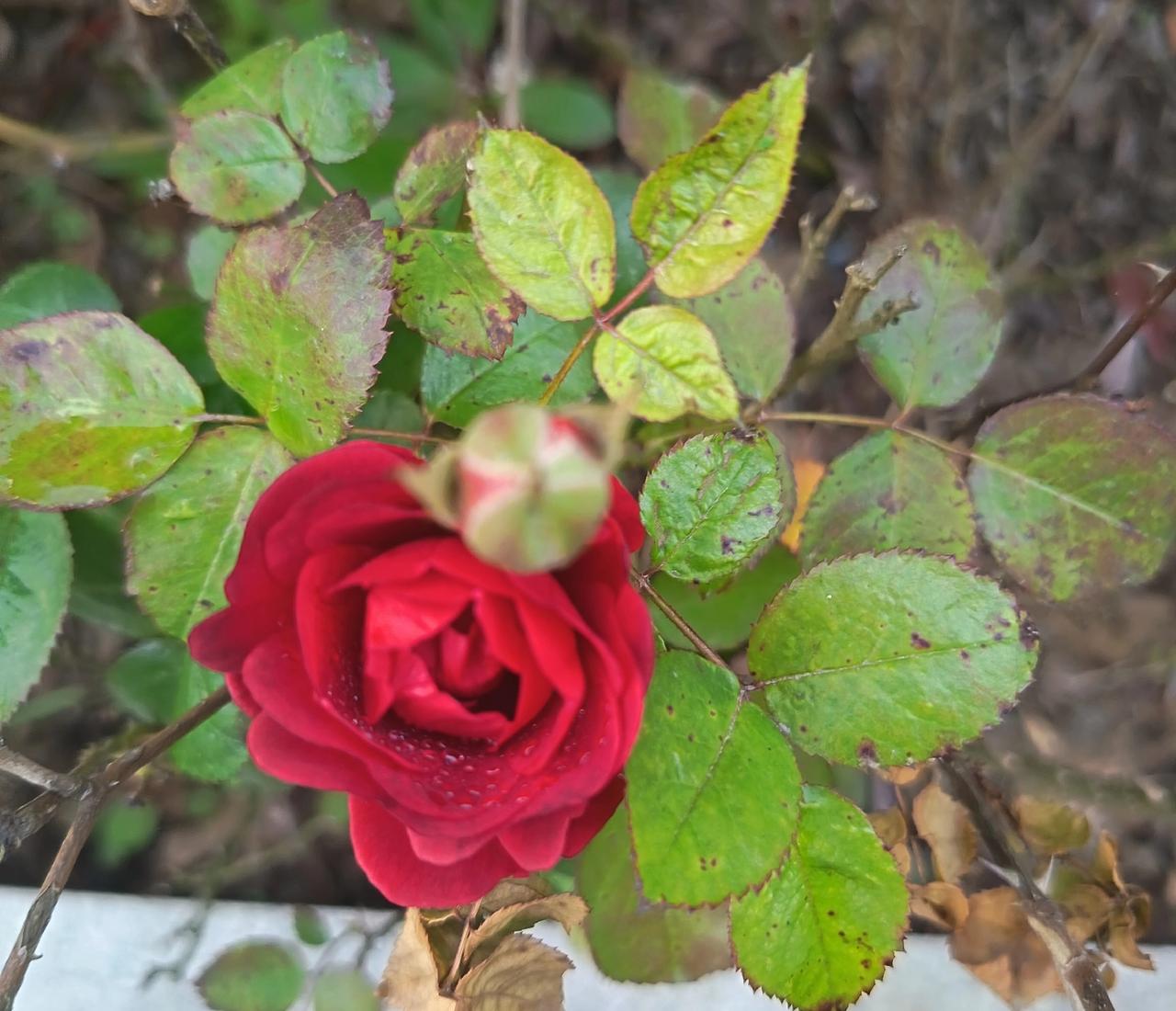 花瓣层层叠叠裹着，红得浓郁又鲜亮，像揉了一团燃烧的晚霞，花瓣上还沾着细细的水珠，