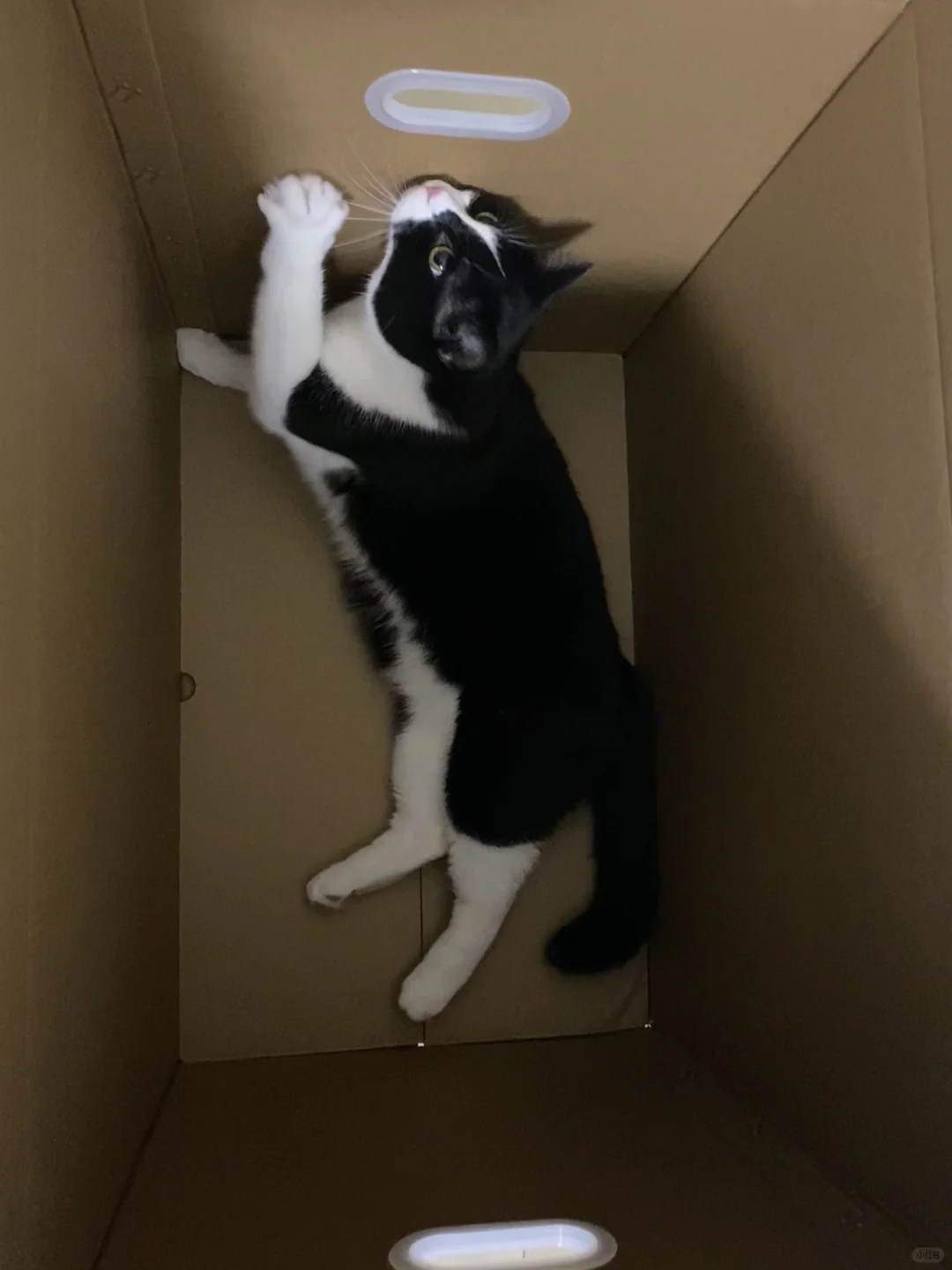 开箱一只奶牛猫