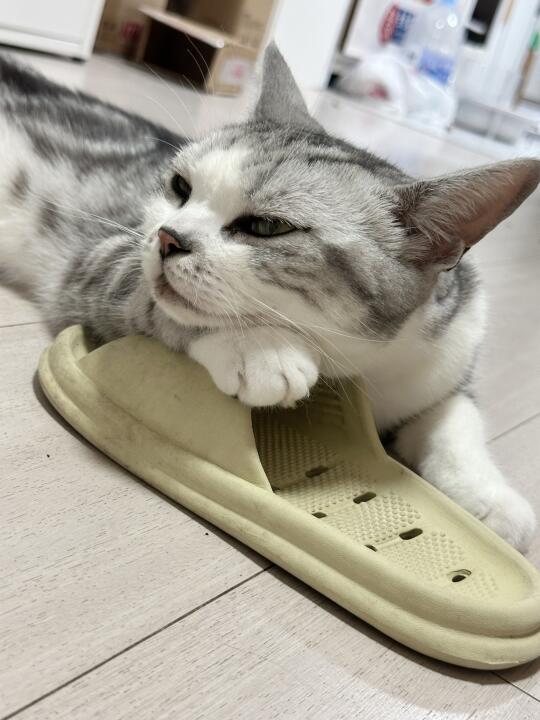 我家小猫的阿贝贝……