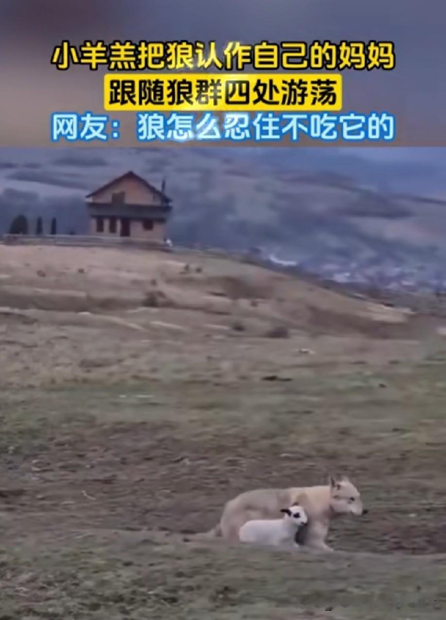 一只小羊把孤狼认作母亲，紧紧相随。
 
而且明明是天生猎物与猎手，狼却始终未曾伤