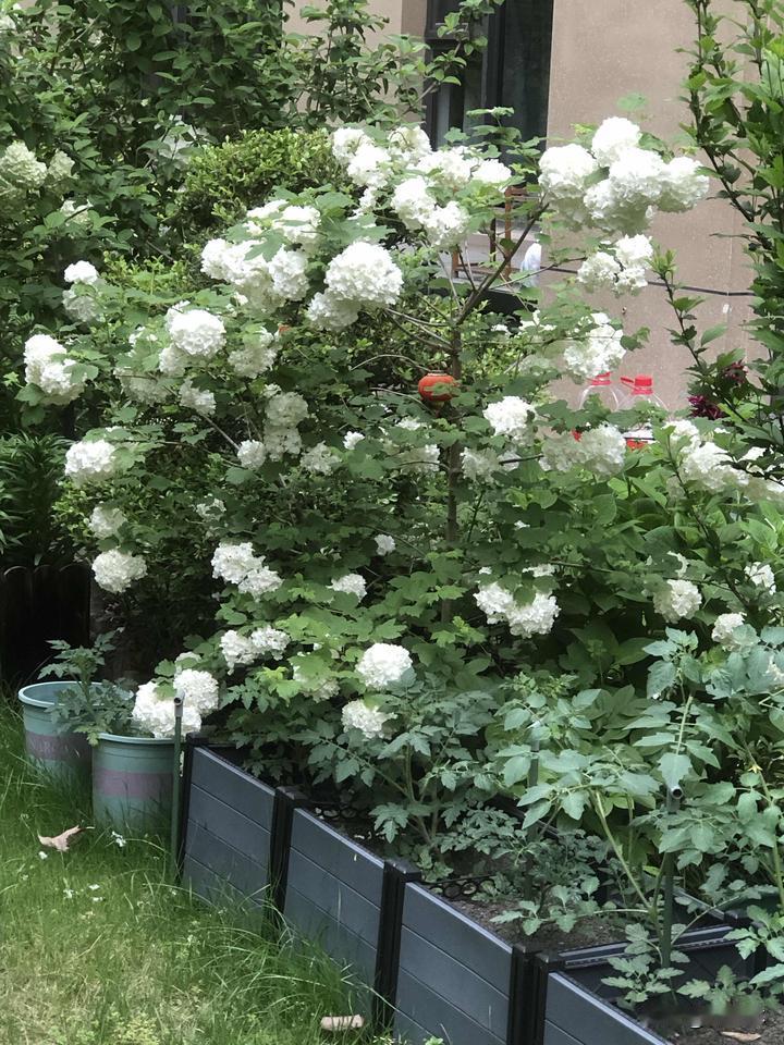 晒图笔记大赛今年春天最开心的事，就是蹲到了木绣球的盛花期！圆滚滚的白花球缀在绿叶