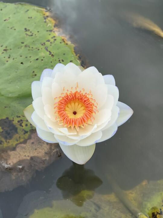 稀有品种 澳洲睡莲初花 早春的花～