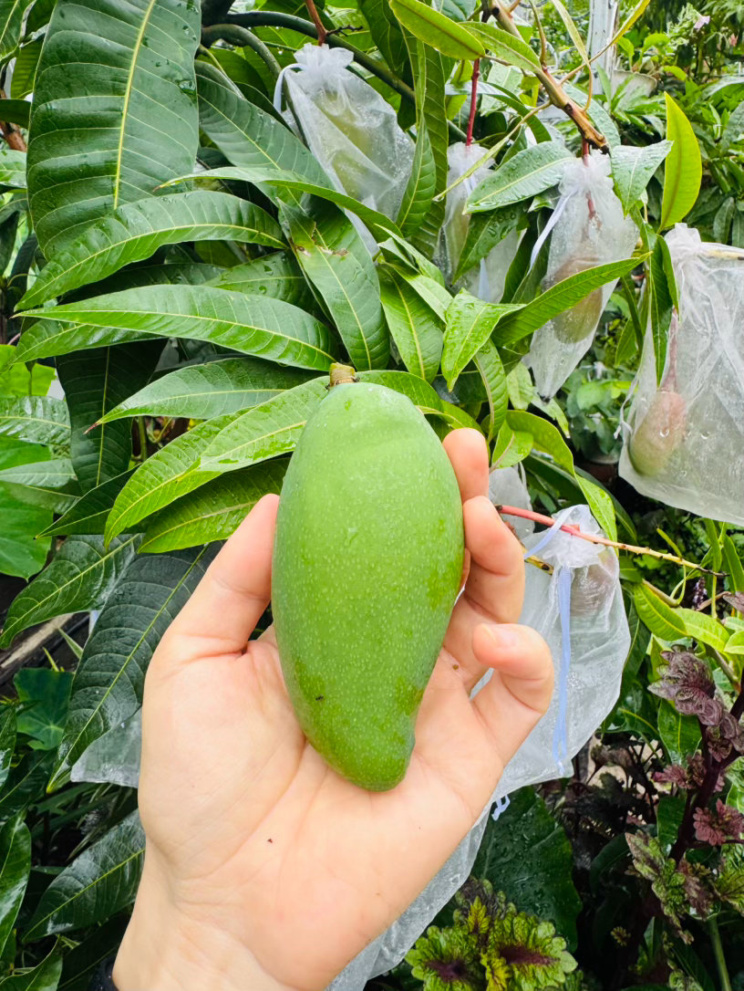 这么大的芒果不小心碰掉了，心疼五分钟 