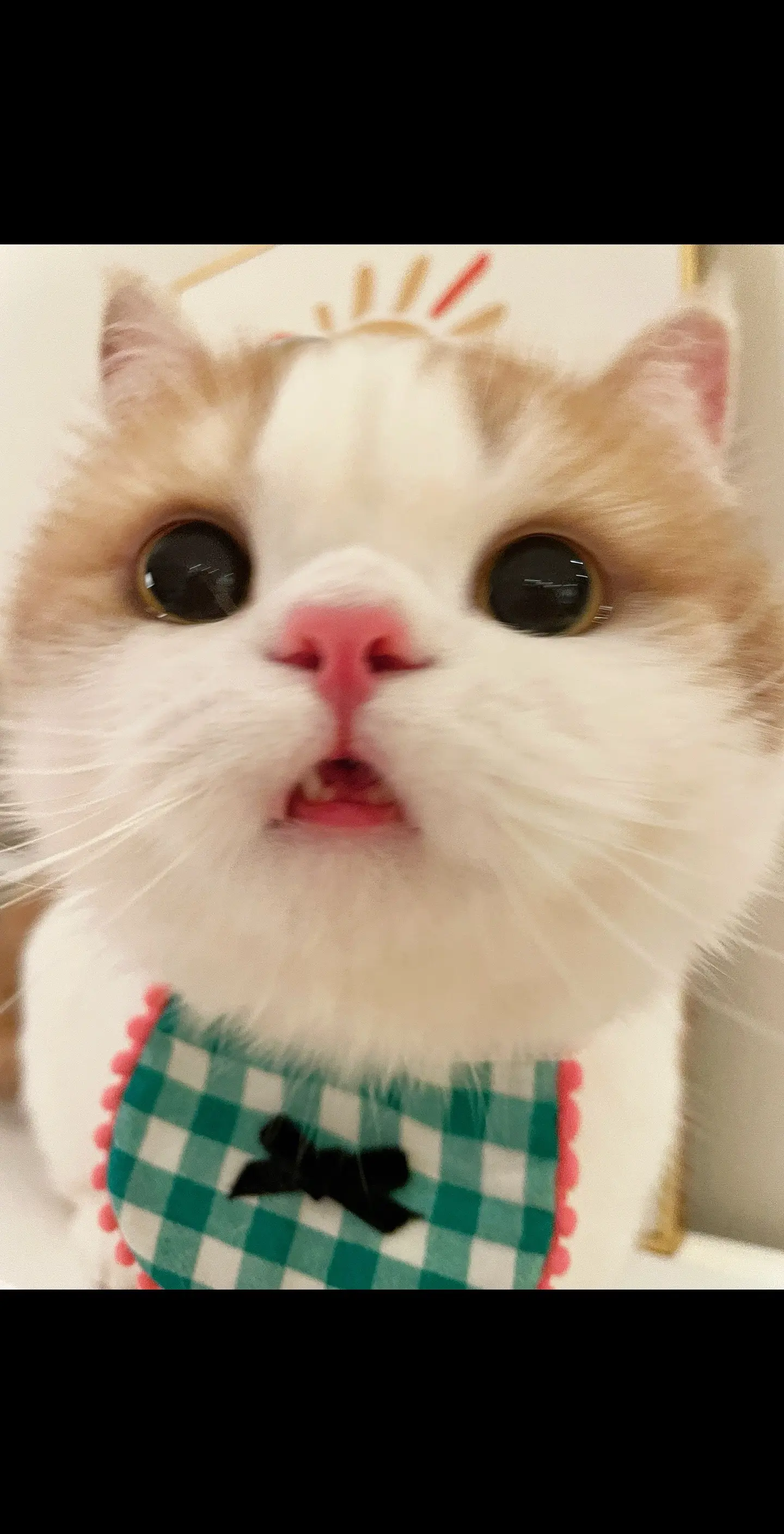 小猫怪会装可爱的勒