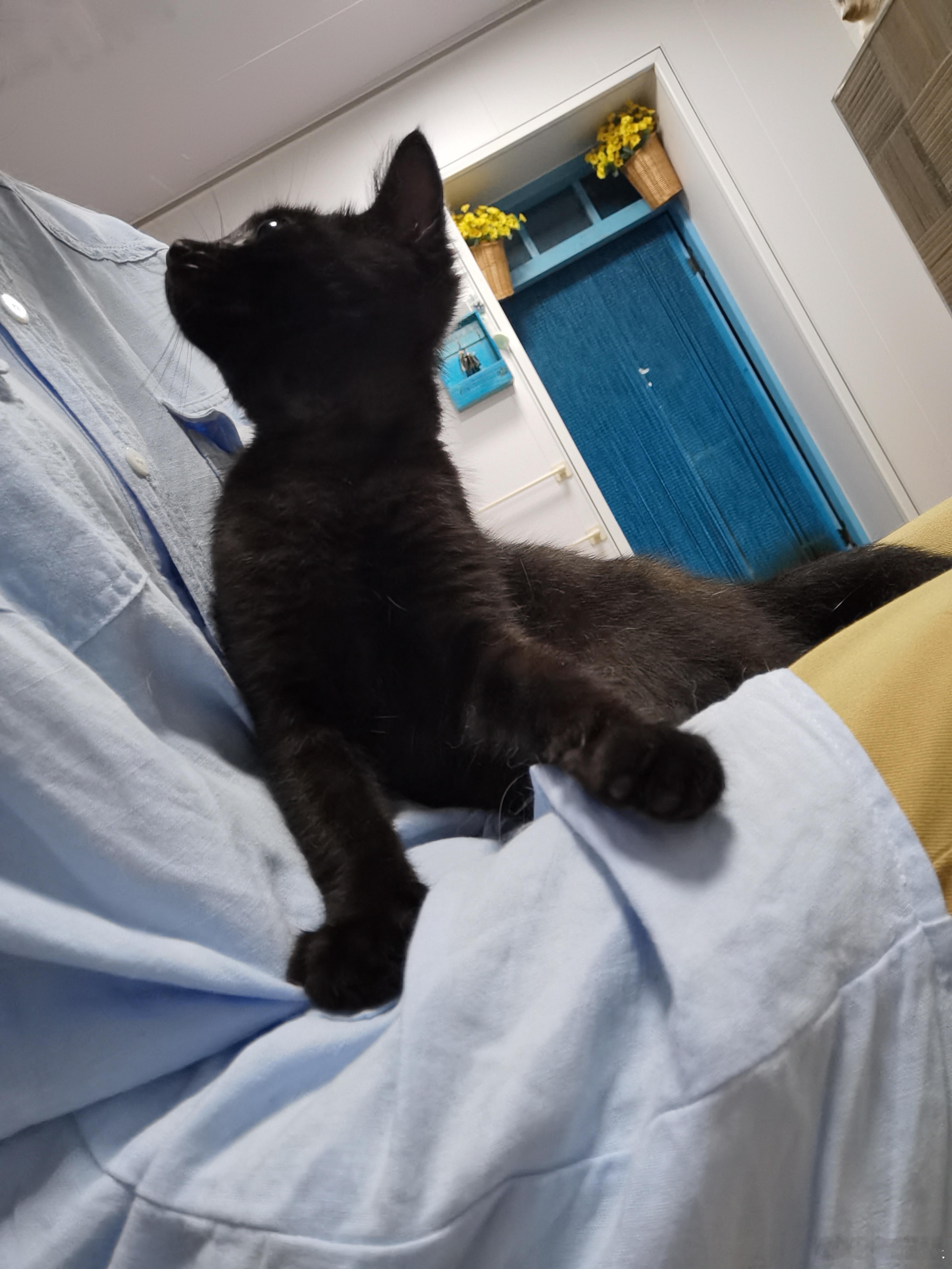 终于有了微信头像里的猫梦想照进现实了小黑宝虽然丑的跟猴一样，但是性格无敌好