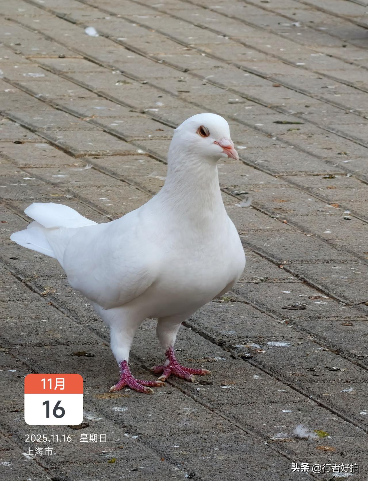 每逢周末胖三斤