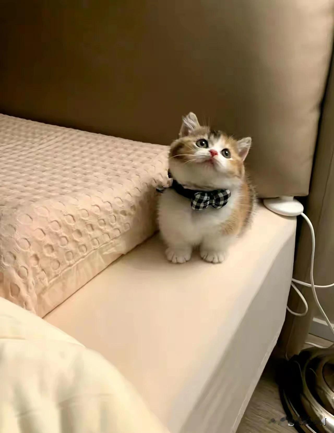 原则上我也是不让猫上床的，还特意买了猫窝放在客厅，后来为了让猫陪我睡，我把猫窝给