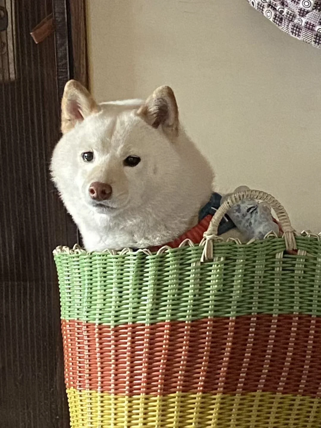 🐕‍🦺狗粮推荐｜帕特烘焙粮，挑食小狗也光盘！