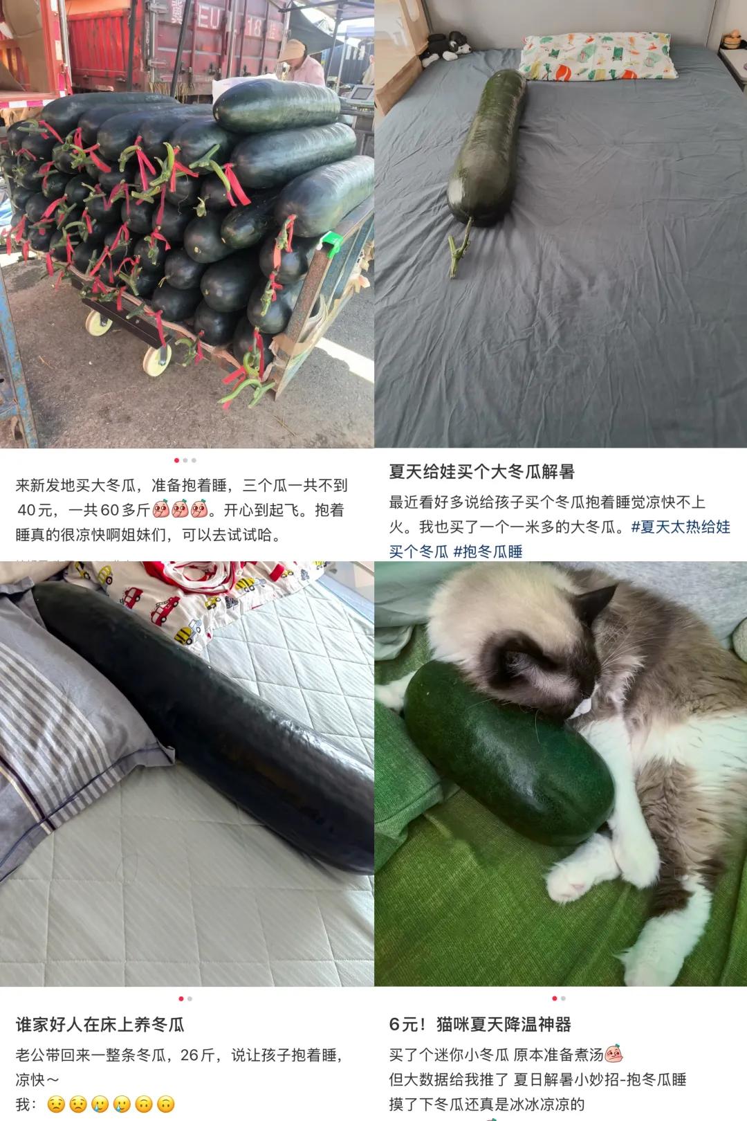 抱冬瓜睡觉，能降温？答案是：真能！

最近，网上流行起“抱着冬瓜睡觉”，据说可以