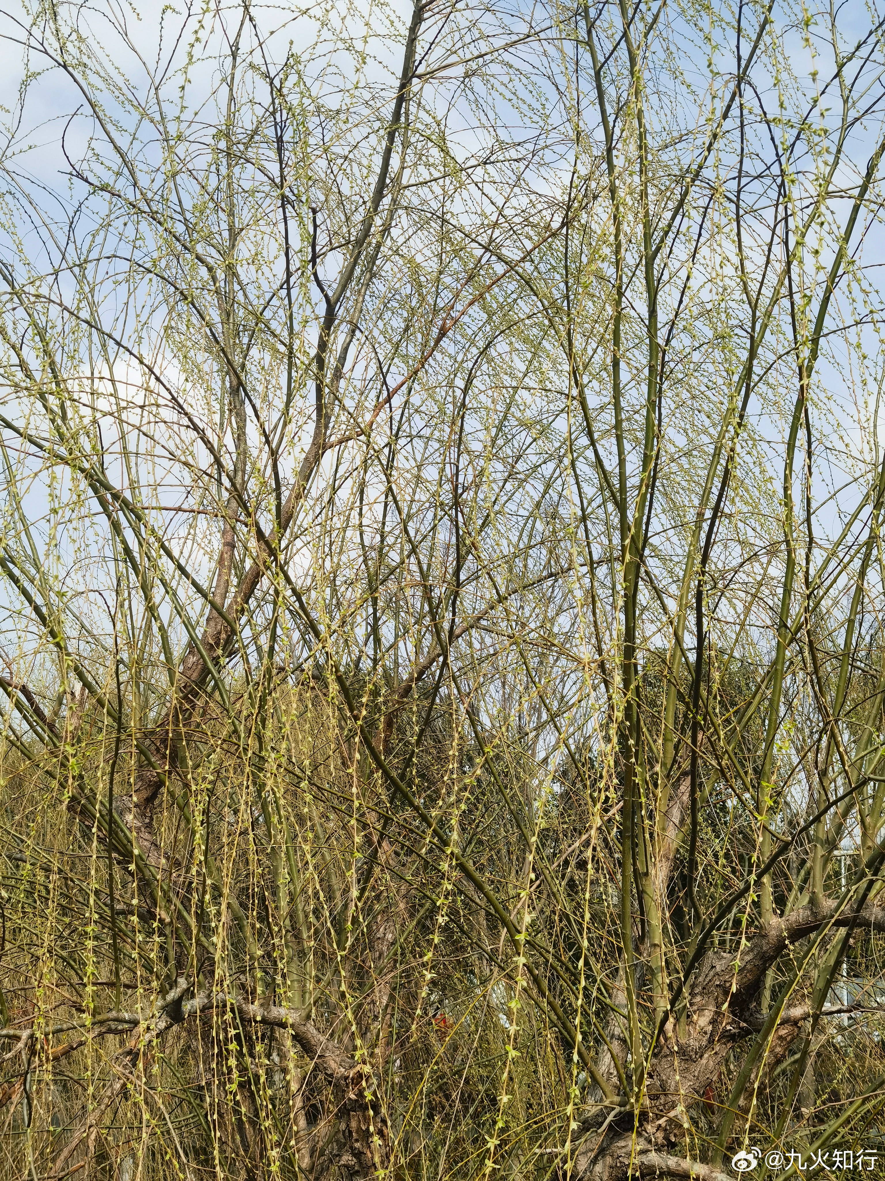 大家早春天的新芽缓缓展开，新的气象格外分明！赋诗一首，下周大涨！《春归》春风解我
