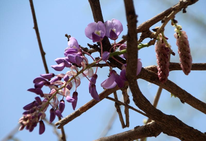 七绝||丙午紫藤吟
四月飞花瑞瓣飘，
波光艳影紫藤娇。
忽然细雨从天落，
但见青
