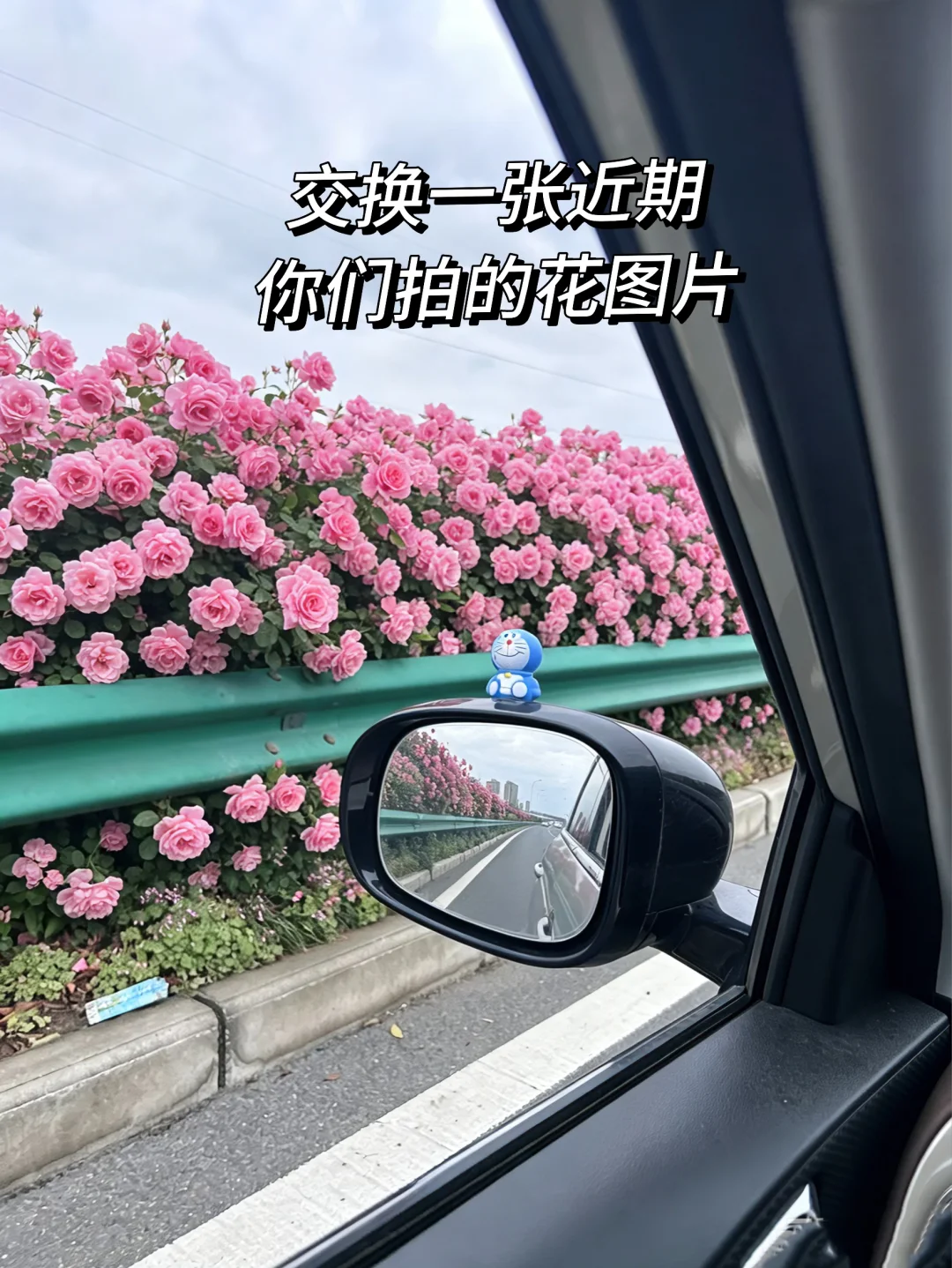 又到了武汉忍住不能摘花的季节