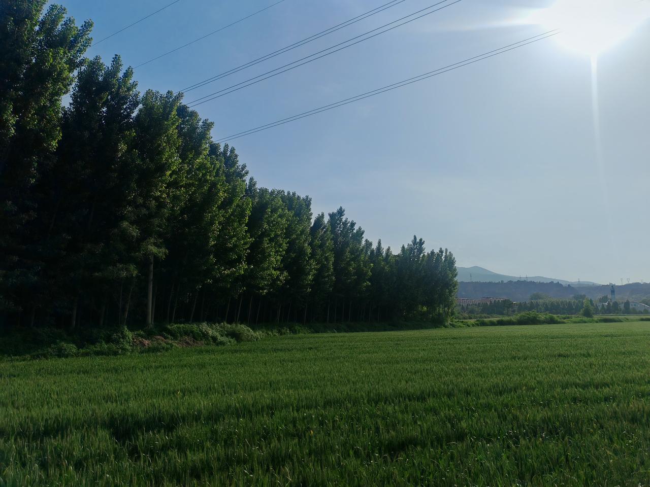 田野风光图片分享晴日郊野，连片青麦铺展向远方，满眼鲜嫩翠绿，麦浪在微风里漾开柔和