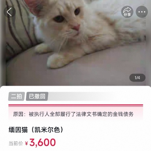 #全网关注的缅因猫不拍卖了#【#主人还了债缅因猫拍卖被撤回#】12月12日，大皖