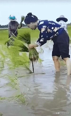 1 勤劳的女人果然最美！[赞]
2 太过分了，居然割的一茬不剩！
3 想到了开头