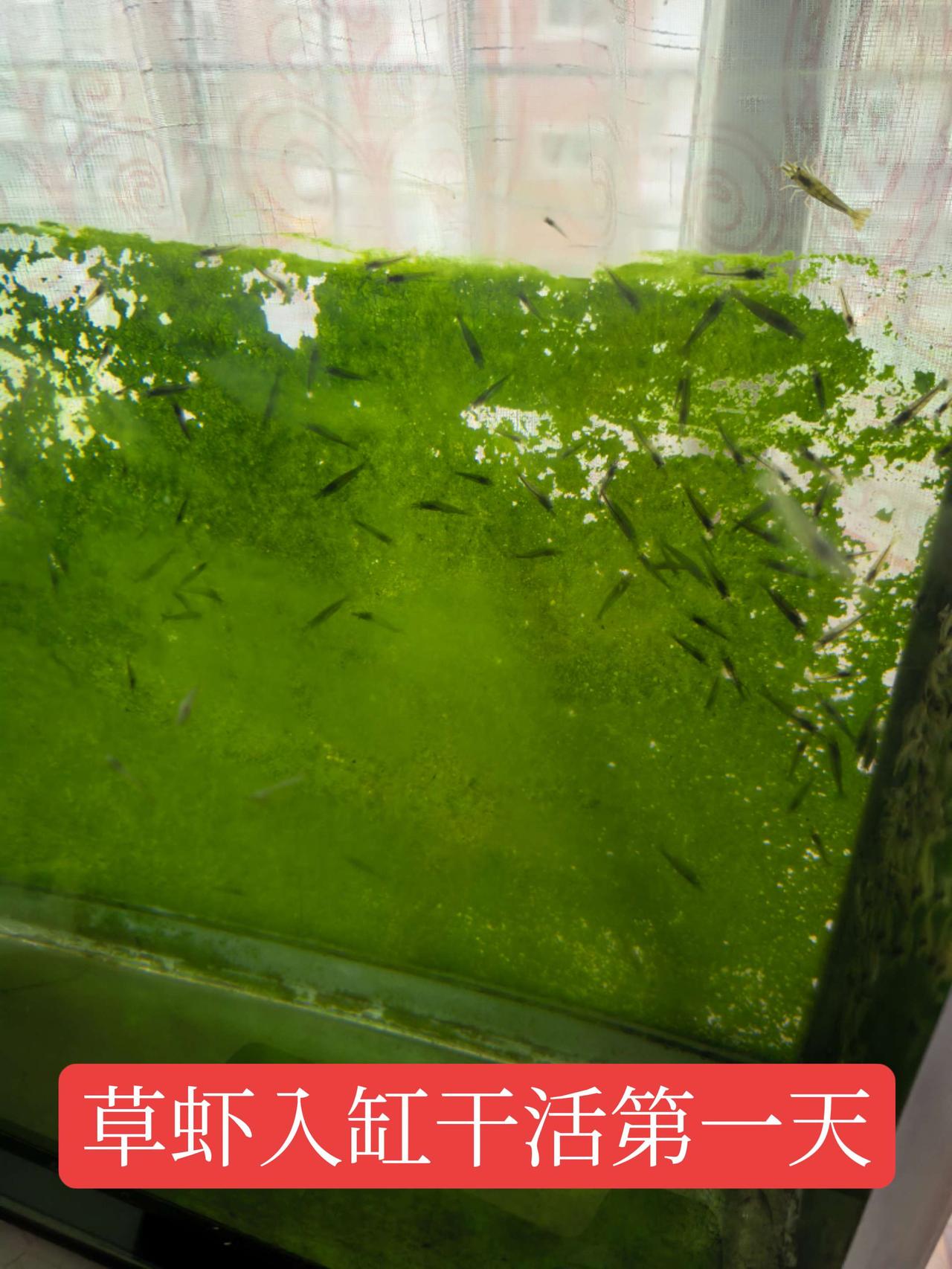 草虾养鱼 养鱼人