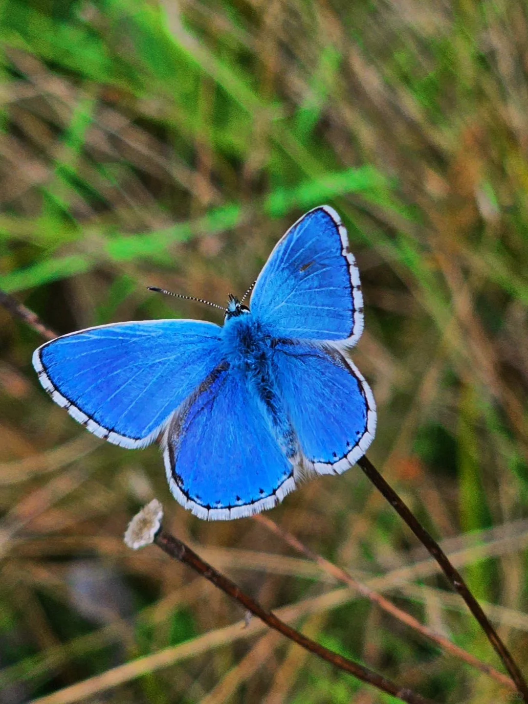蓝色的蝴蝶🦋