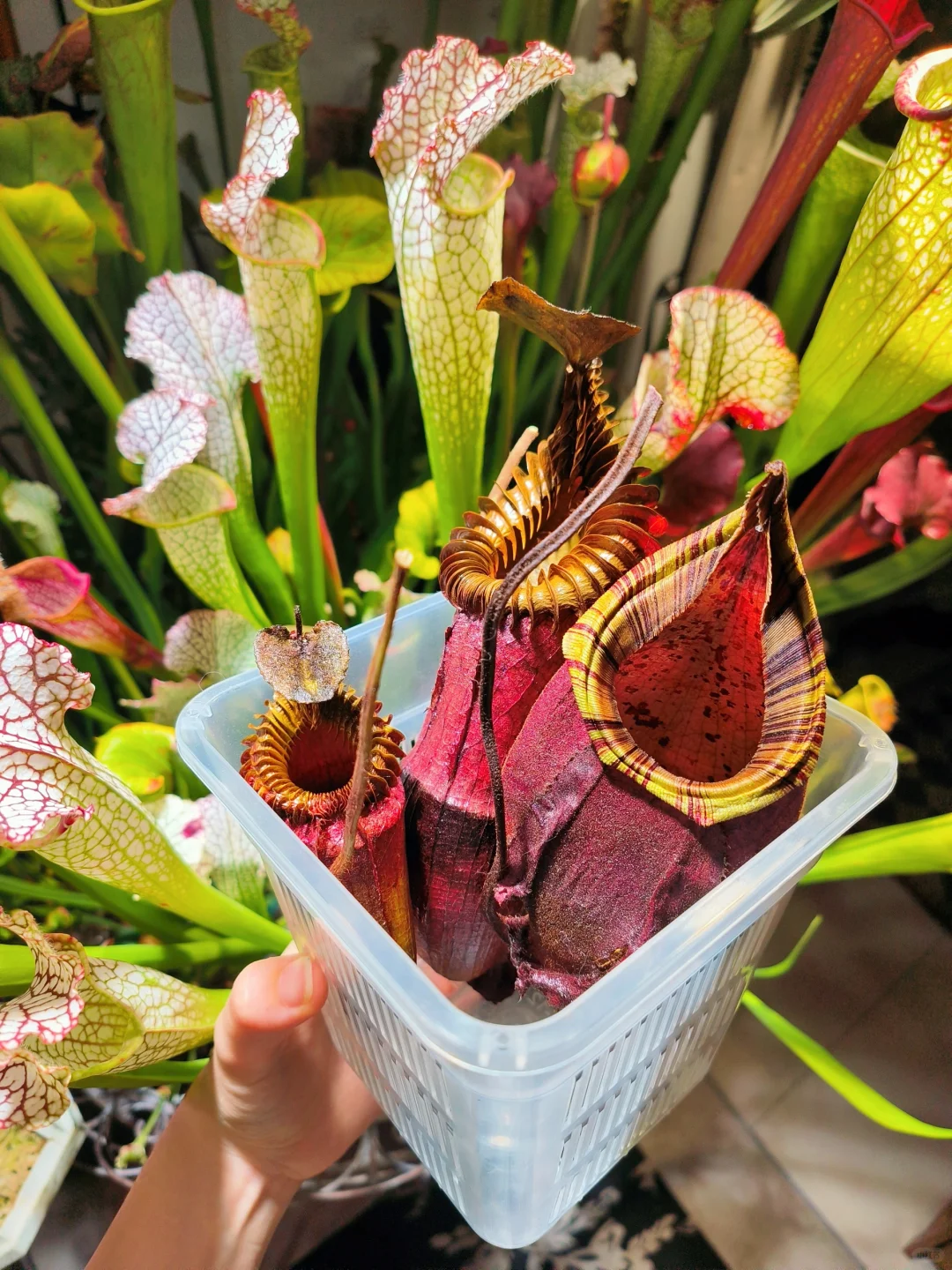 这个猪笼草标本的唇也太特别了!