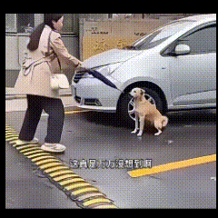 女子走在大街上，突然窜出一条流浪狗，对着女子狂吠。
幸亏女子随身带有一把雨伞，女