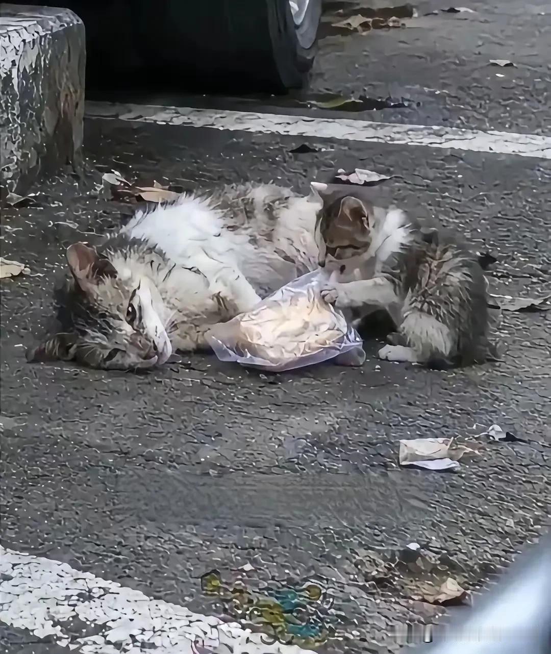 傍晚散步，看到一只流浪猫妈妈躺在地上奄奄一息，一只小猫崽守在它身边，不知道从哪里