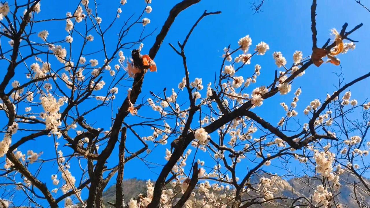 四月的泰山，枯黄灰褐间，一棵杏花肆意绽放，是春日与巨石碰撞出的浪漫惊喜。它热烈坦