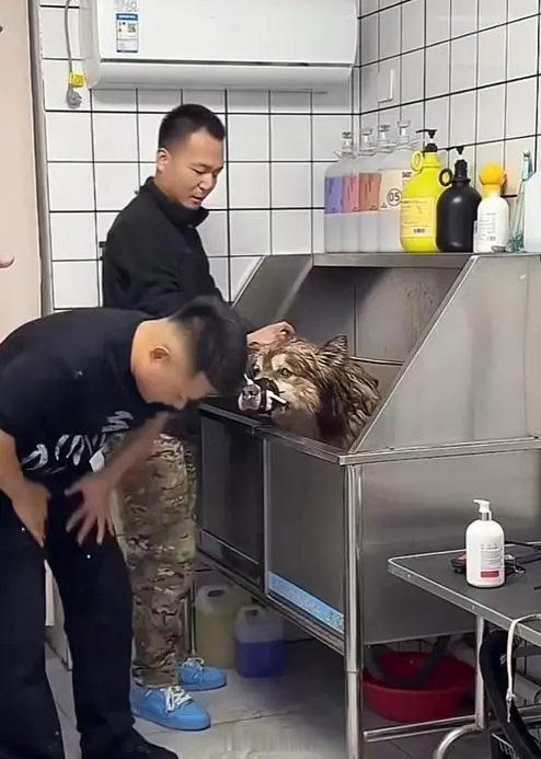 【 潘宏曾称没有他艾特早安乐了 】 艾特经历了40次火龙果12次心肺复苏  1月