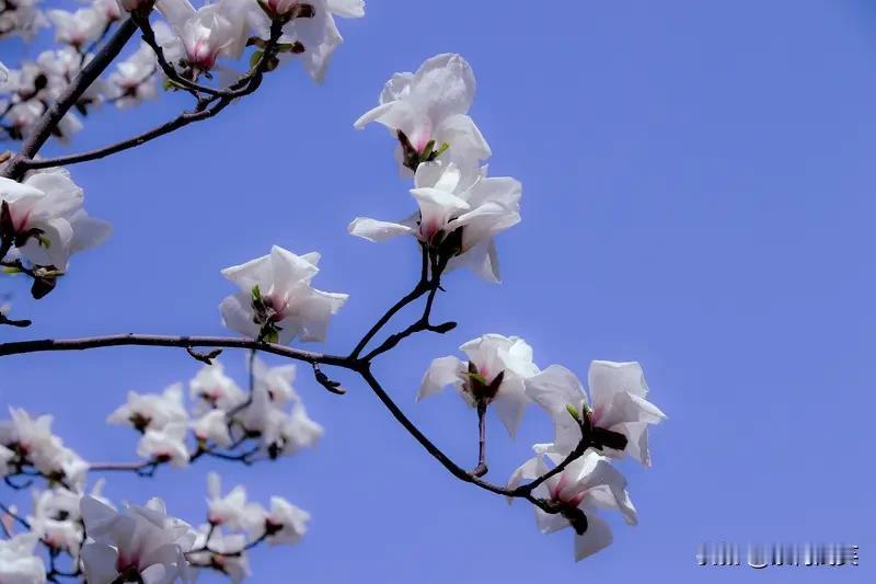 翻看相册，又见那树玉兰。大部分还是青涩花苞，笔尖般指向天空，裹着茸毛。风来时轻轻