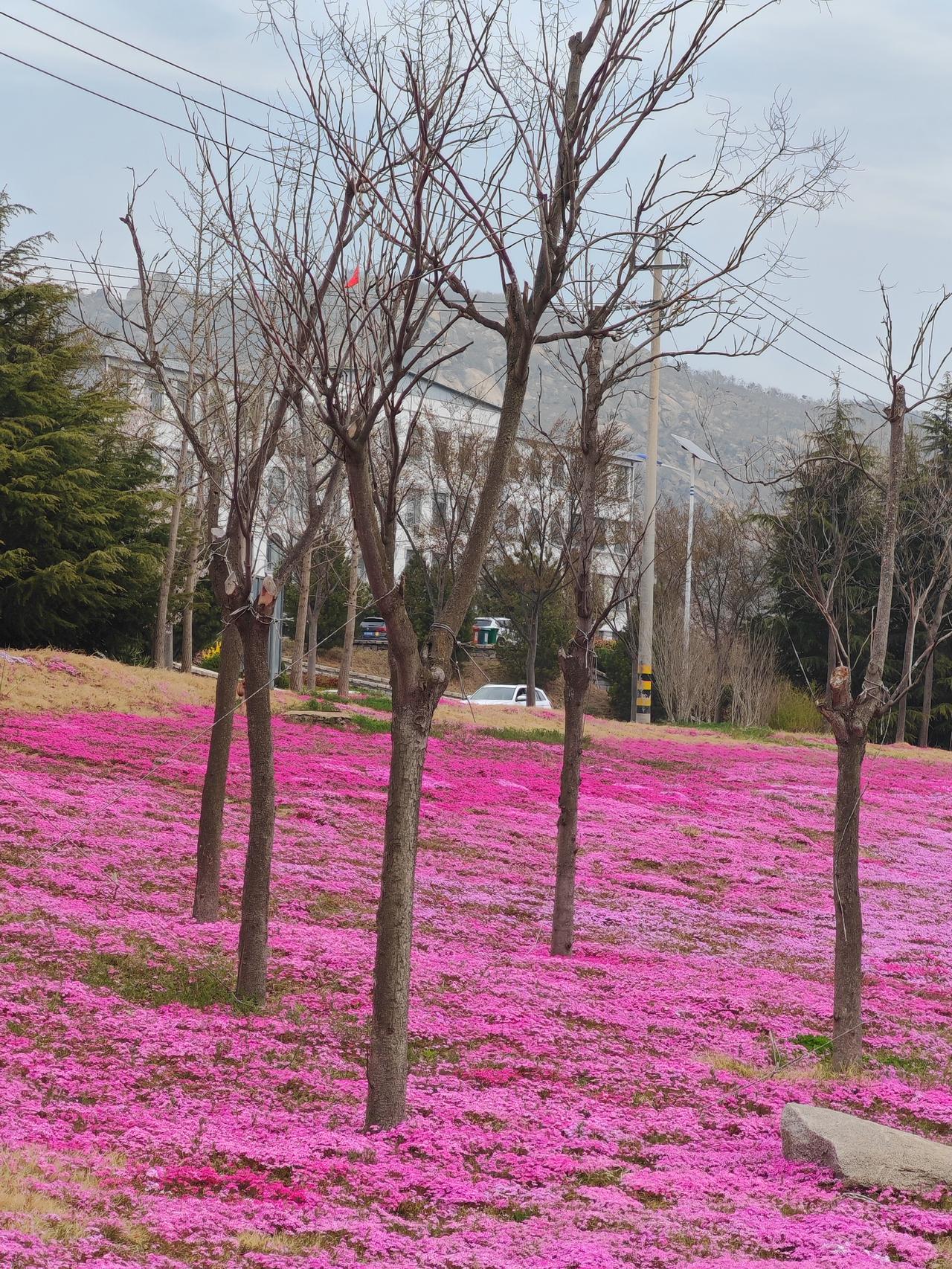 现在的汽车征文越来越少，半个月才来的一篇，真是稀缺啊。
最关键的是，流量太不给力