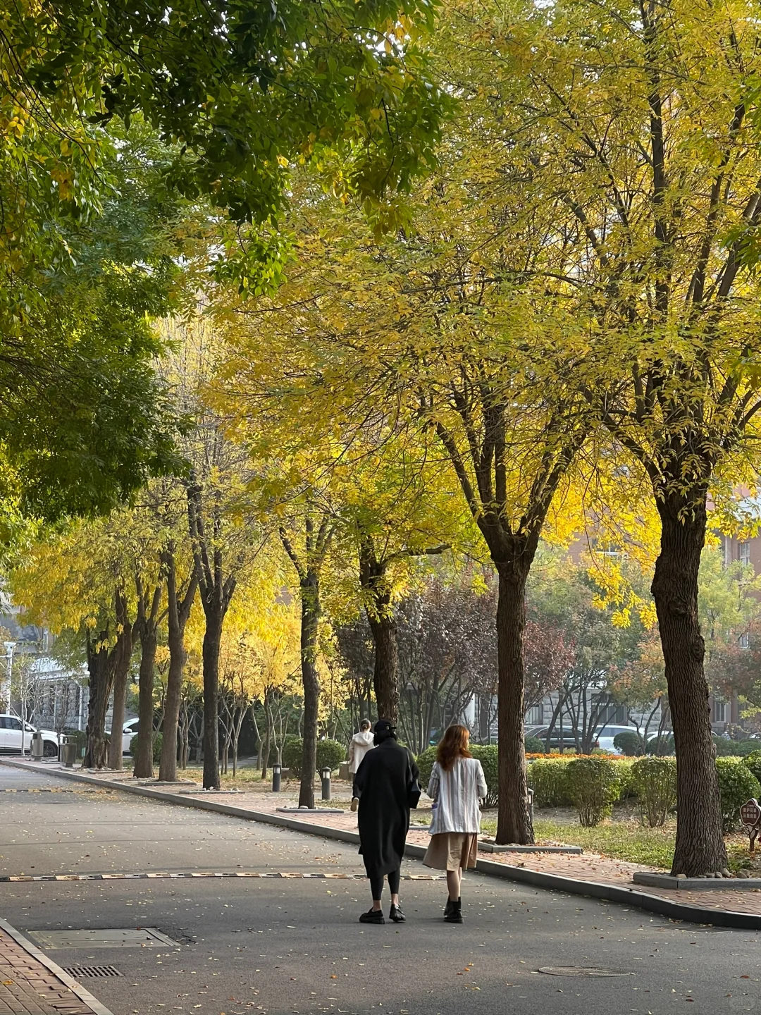 天津的秋天🍂是不需要滤镜的📷