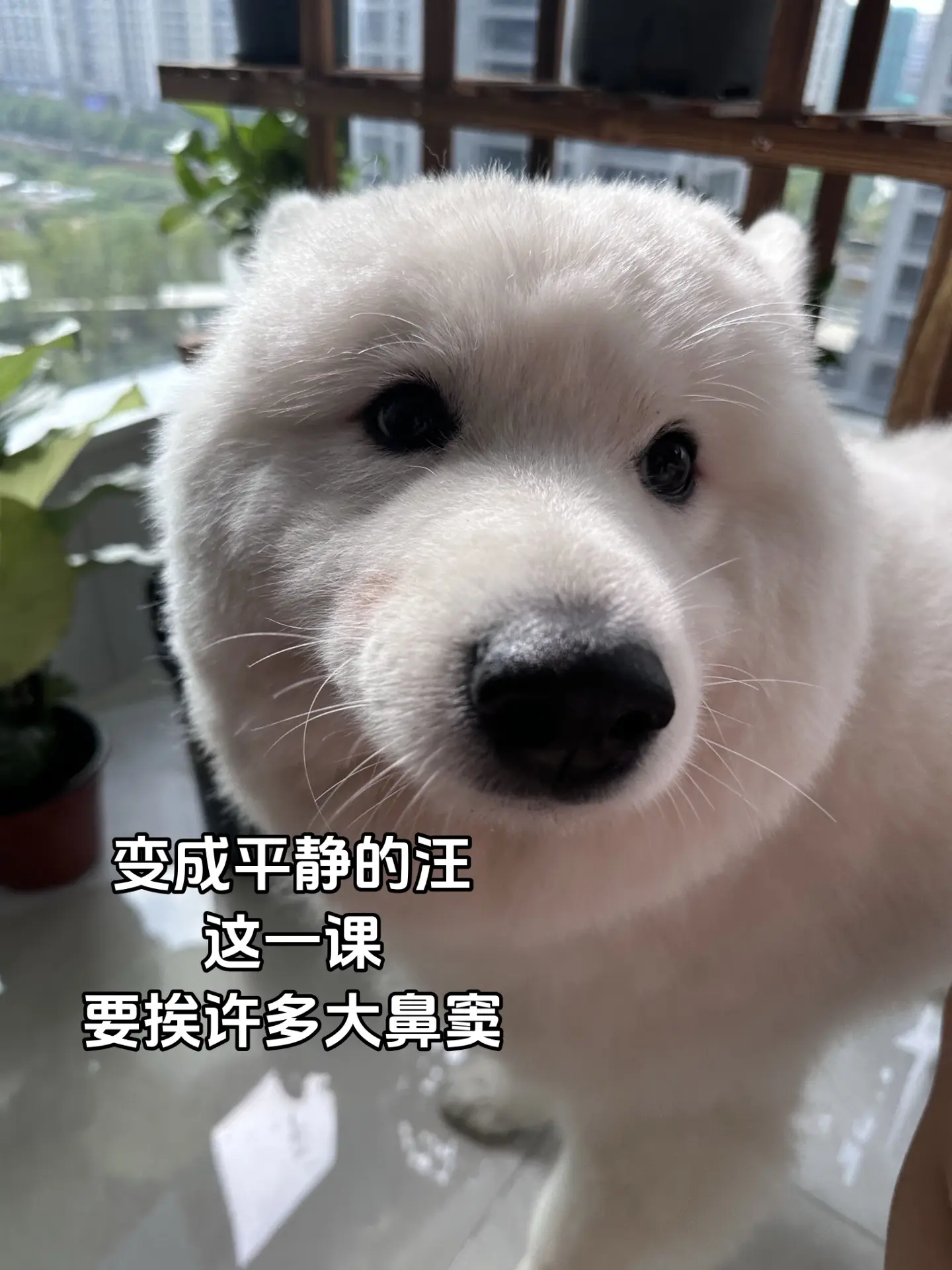 变成平静的汪，这一课要挨许多大鼻窦