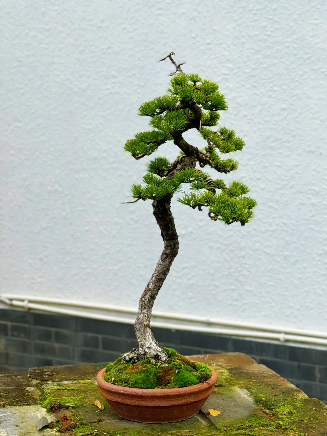 线条在每一处转折中都带着极致的美感