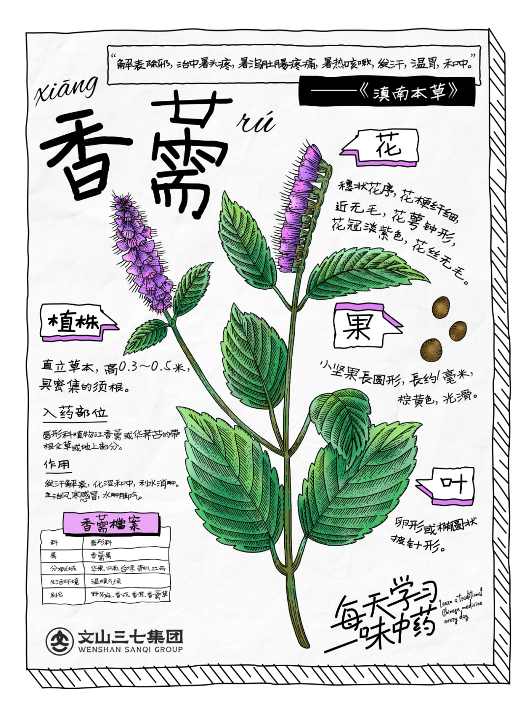 👉🏻 每天学习一味中药｜香薷