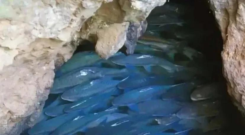 湖北一山洞中，常年“吐鱼”上万斤，鱼又大又肥美，可没想到，专家来查看后直接说:不