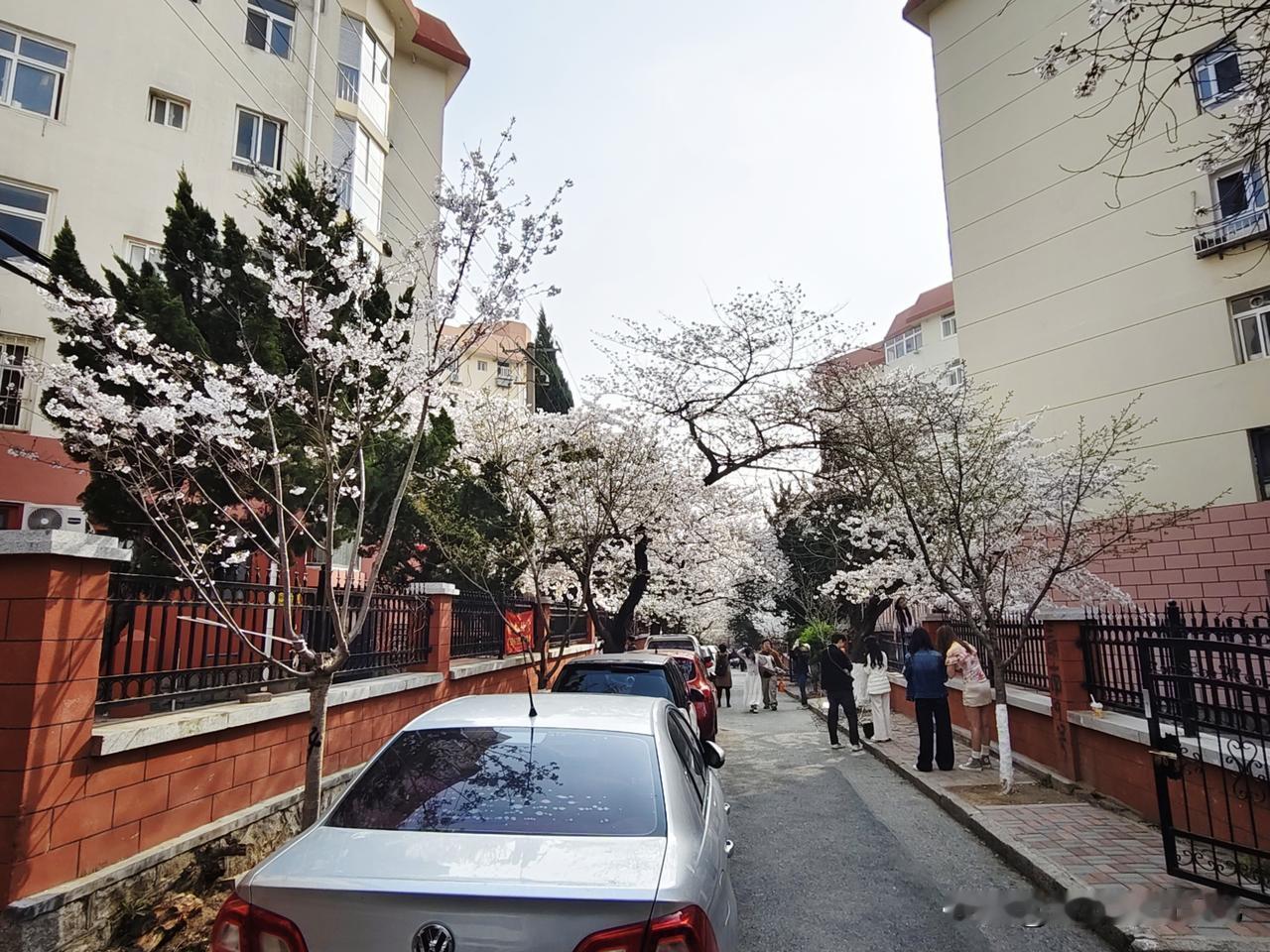 发一张你相册最近拍的花繁华三明[玫瑰][玫瑰][玫瑰]三明南路樱花开了，一条小街