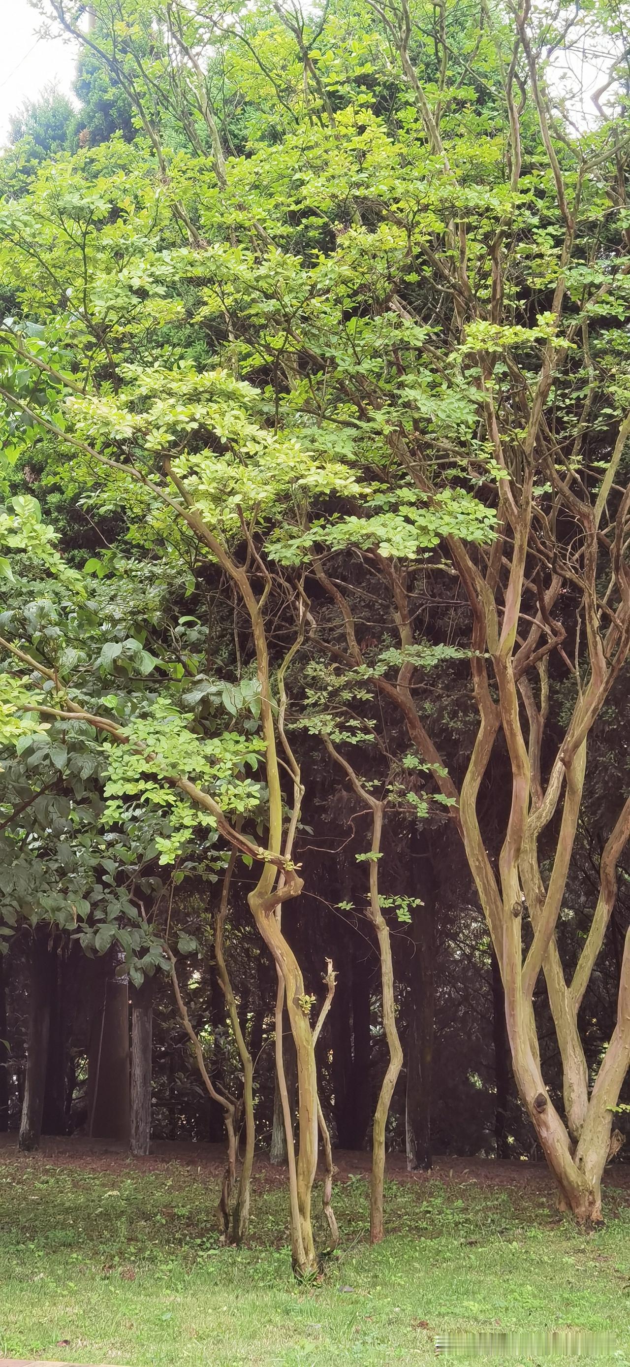 其实一个女人最大的心死，
就是人到中年才彻底明白，
自己嫁了一个既扛不起事，又极